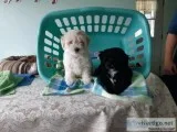 Lovable Maltipoo puppies
