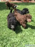 Standard Poodle Puppies