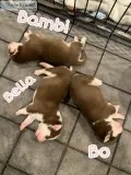 PUREBRED PUPPIES (Sib-Husky)