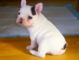 amazing french bulldogs puppies