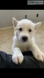 Alaskan Malamute Puppies