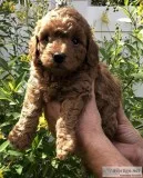Red male poodle puppy