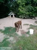2 free dogs