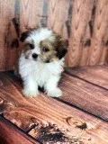 Mal-Shi puppies for sale