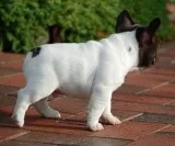 Cute french bulldogs available