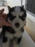 Husky Puppies