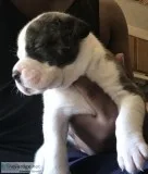 Olde Englishpitbull