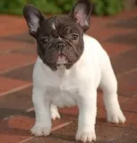 French bulldog puppies for sale  