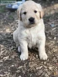 Adorable Golden Retriever Pup Ready...