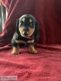Long haired Miniature Dachshund