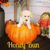 Goberian Puppies