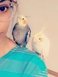 Pair Bonded Cockatiels For Sale (big cage perch and toys include