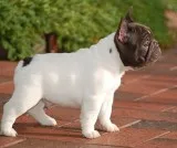 French bulldog puppies available