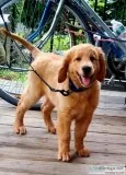 golden doodle puppy