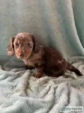 Dappled Long haired Miniature Dachshund
