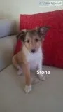 Shetland Sheepdogs