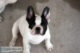 French bulldog puppies avalaible for sal