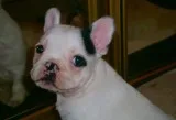 Affectionate french bulldogs available