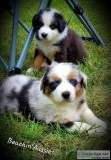 Standard Australian Shepherd Puppies AKCASDR