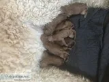 Goldendoodles