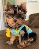 Male and female yorkie puppies 