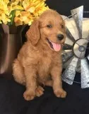 Lovely Goldendoodle Puppies Ready for their new homes