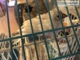 Cute baby Zebra Finch w cage nest and toy