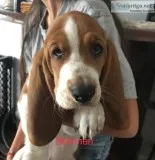 Basset Hound Puppies (Pure Bred)