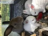 Bunnies  New born Rabbits