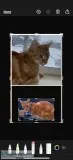 Lost small orange cat