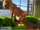 12 weeks old Sphynx kittens for sale
