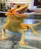 Males and females hypo bearded dragons 
