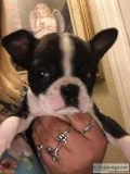 Boston Terriers