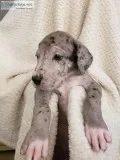 AKC Euro Great Dane Pups