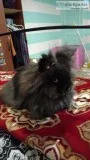 Star the bunny