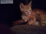 Pets cats