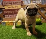 Akc Black and Fawn Pug Puppies Available