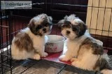 Two Teddy Bear Puppies