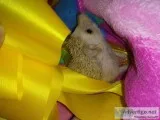 Baby Hedgehogs