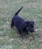 German ShepherdBelgian Shepherd pups