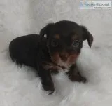 Chocolate Yorkshire Terrier
