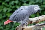 Male and female african grey parrot 