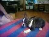 FRENCH BULLDOGS