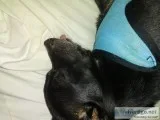 Lost Chihuahua