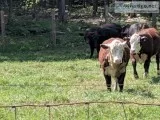 Hereford heifer