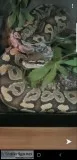 Ghost ball python