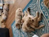 Golden Retriever Puppies for Sale