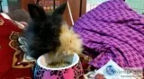 Bonded rabbit pair