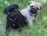  pug puppies for sale