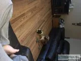 Puggle-Oscar